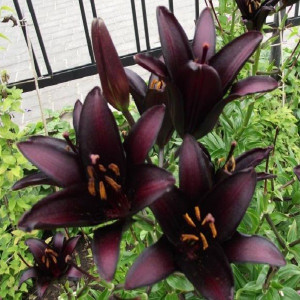 Лилия Ландини